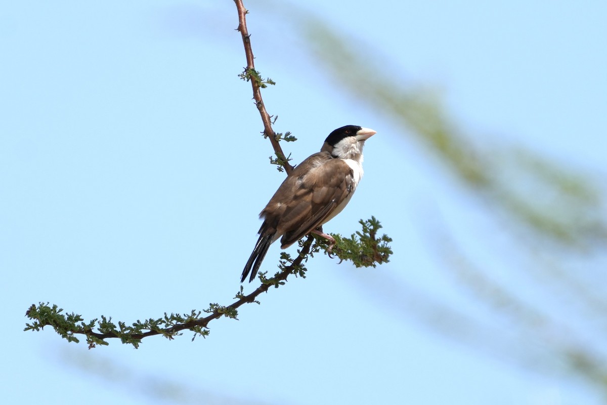 Black-capped Social-Weaver - ML623439524