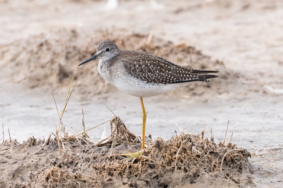 Lesser Yellowlegs - ML623439544