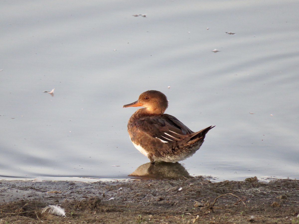 Hooded Merganser - ML623439620