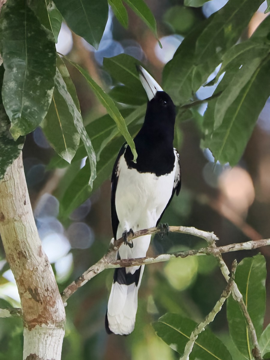 Hooded Butcherbird - ML623439622