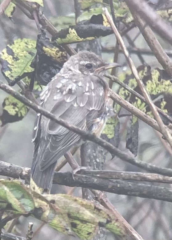 American Robin - ML623439634