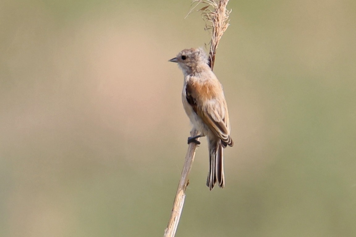 Eurasian Penduline-Tit - Mira Milovanović