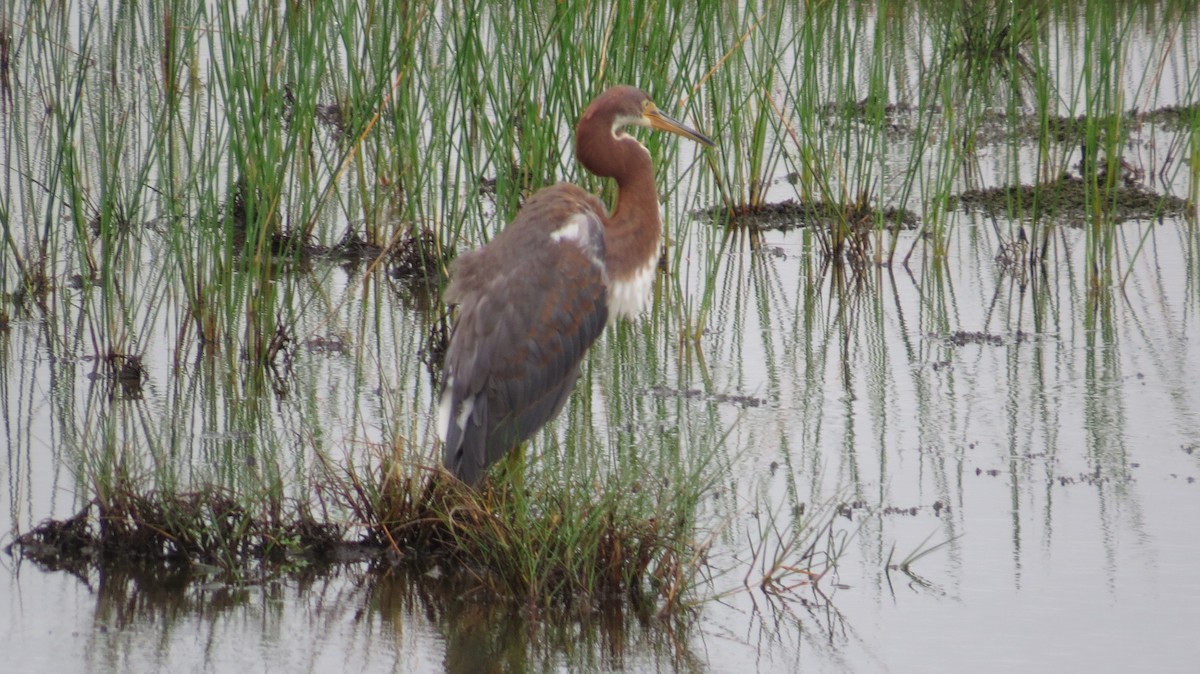 Tricolored Heron - ML623439721