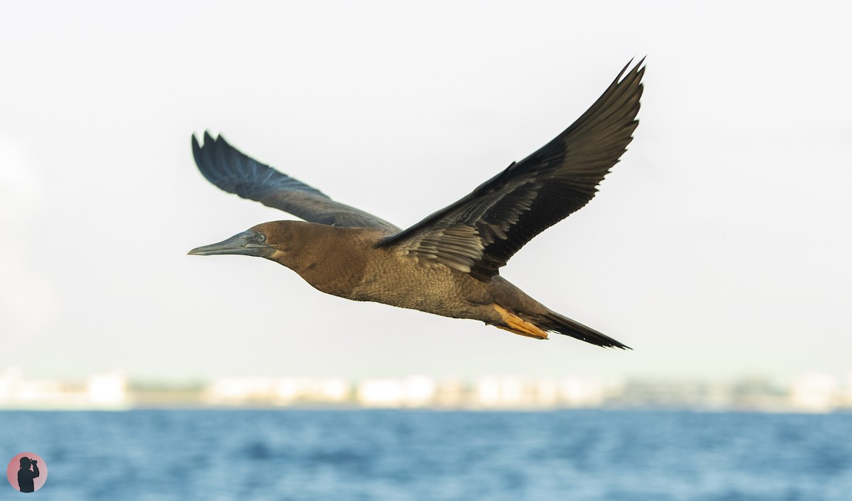 Brown Booby (Atlantic) - ML623439795