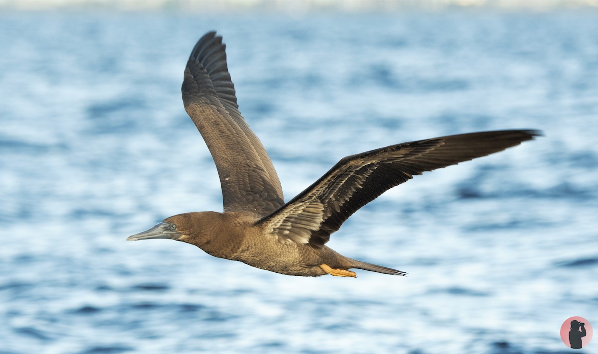 Brown Booby (Atlantic) - Kenny Miller