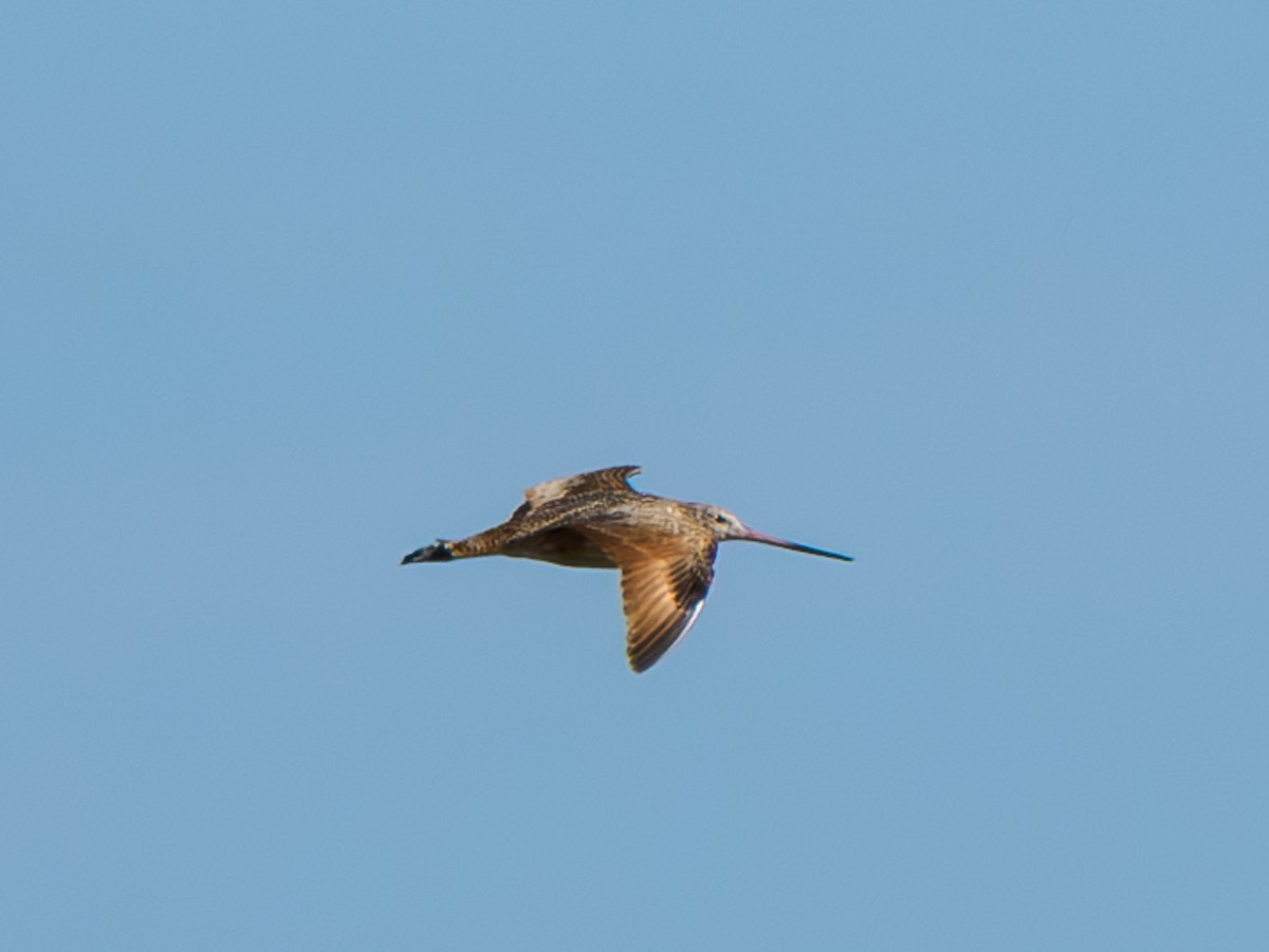 Marbled Godwit - ML623439815