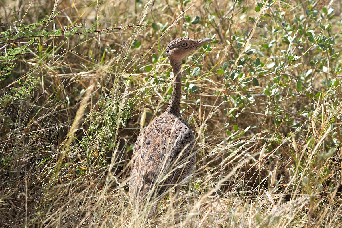 Buff-crested Bustard - ML623439827