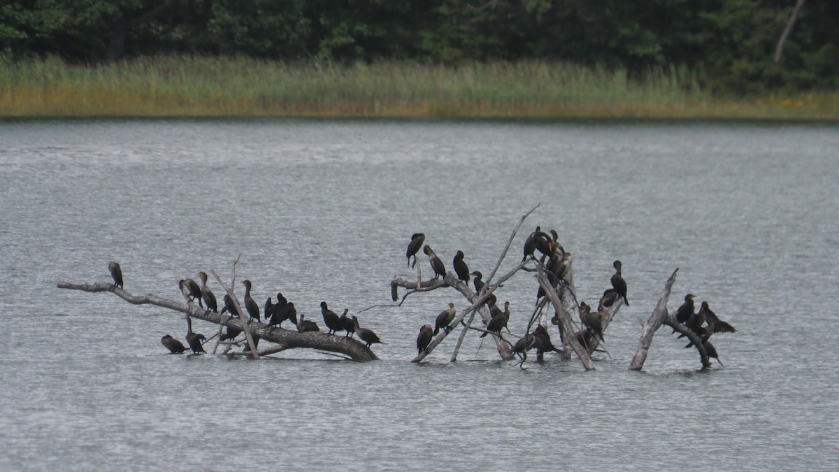 Double-crested Cormorant - ML623439833