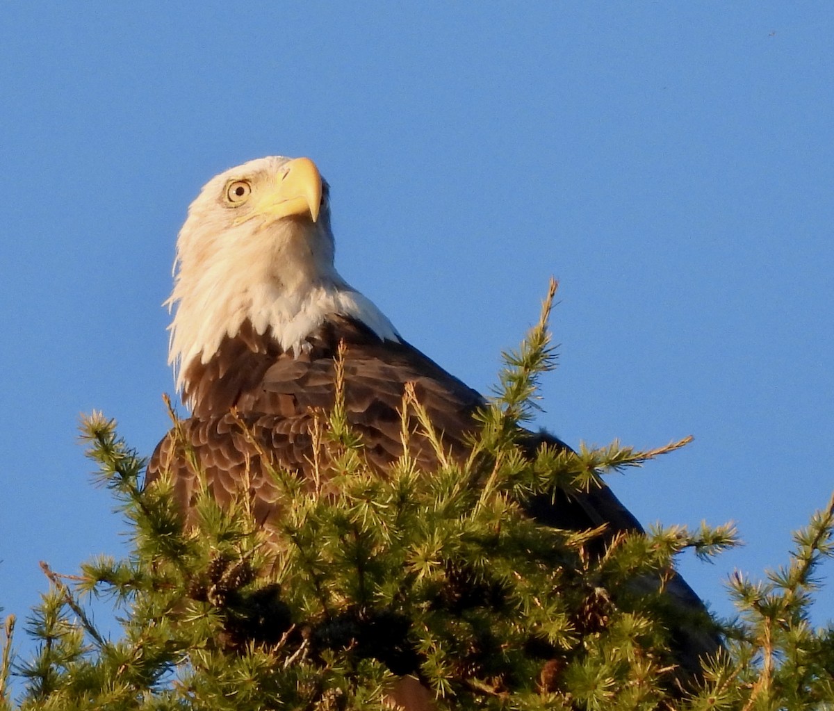 Bald Eagle - ML623439835