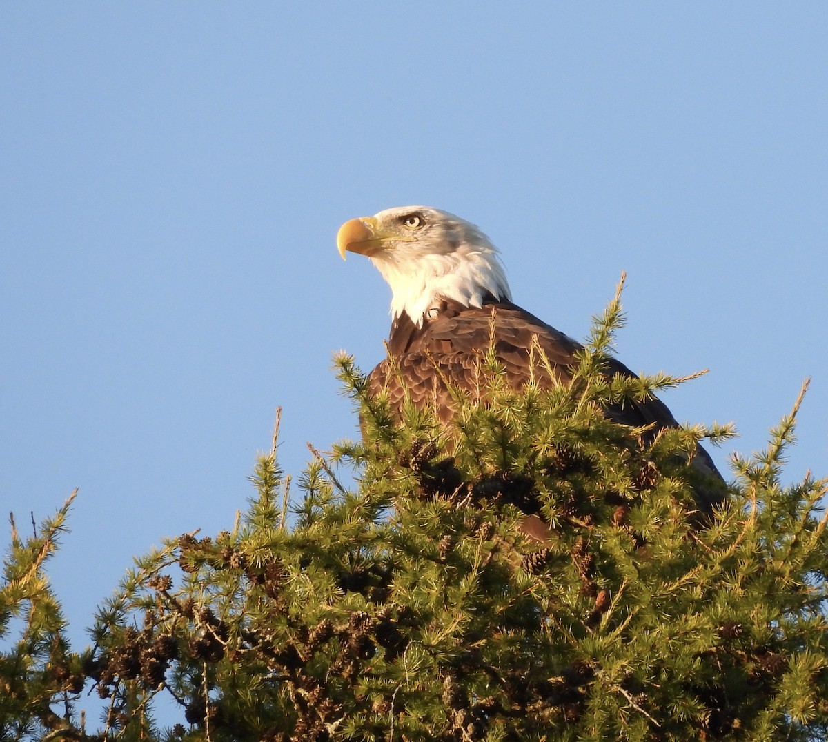 Bald Eagle - ML623439836