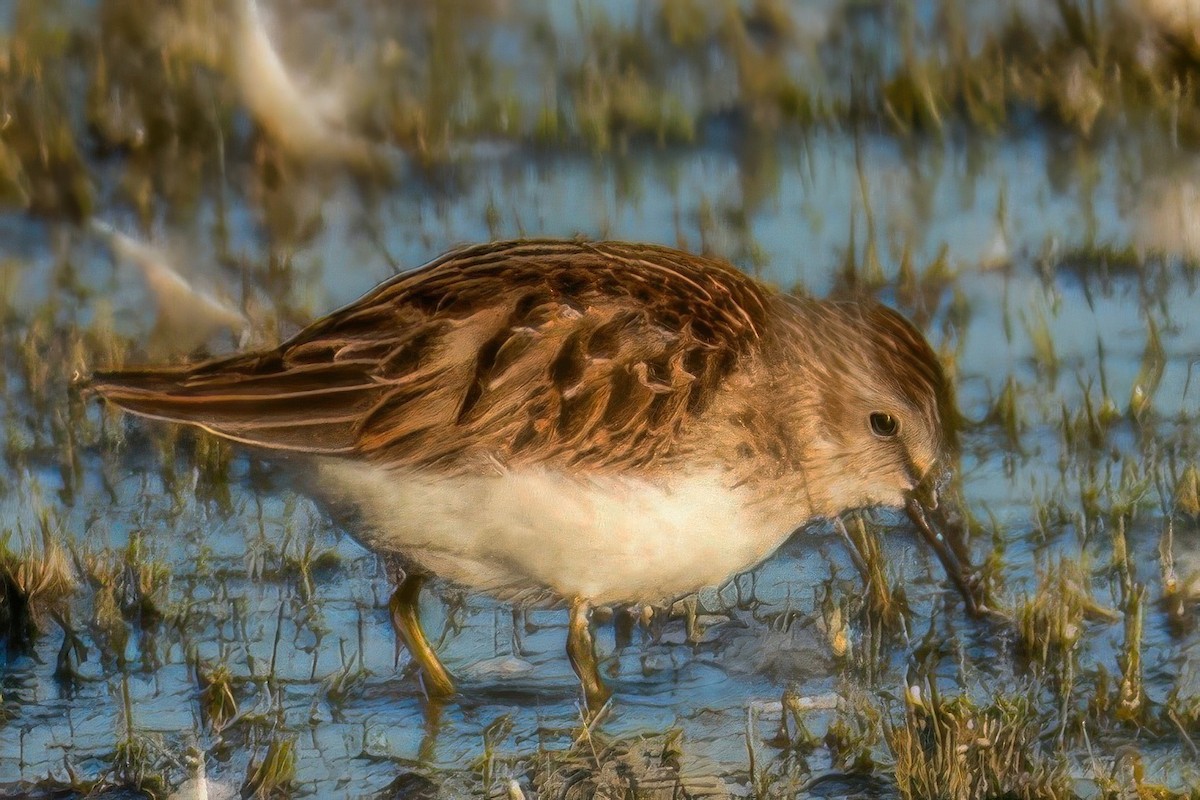 Least Sandpiper - ML623439919