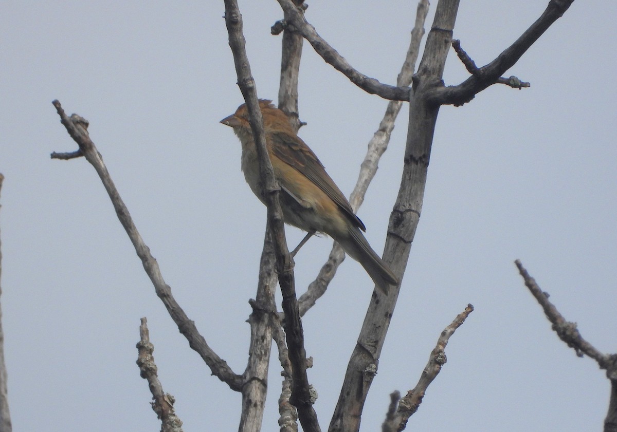 Indigo Bunting - ML623439938