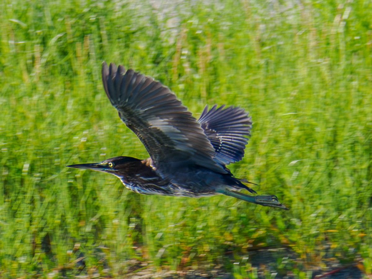 Green Heron - ML623439942