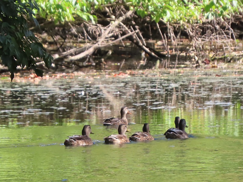 Canard colvert - ML623439946