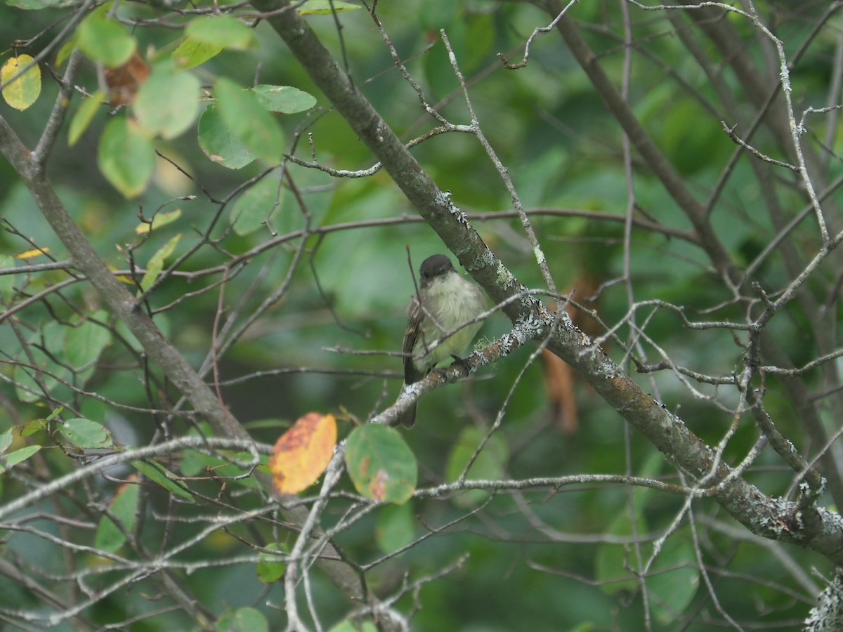 Eastern Phoebe - ML623439960