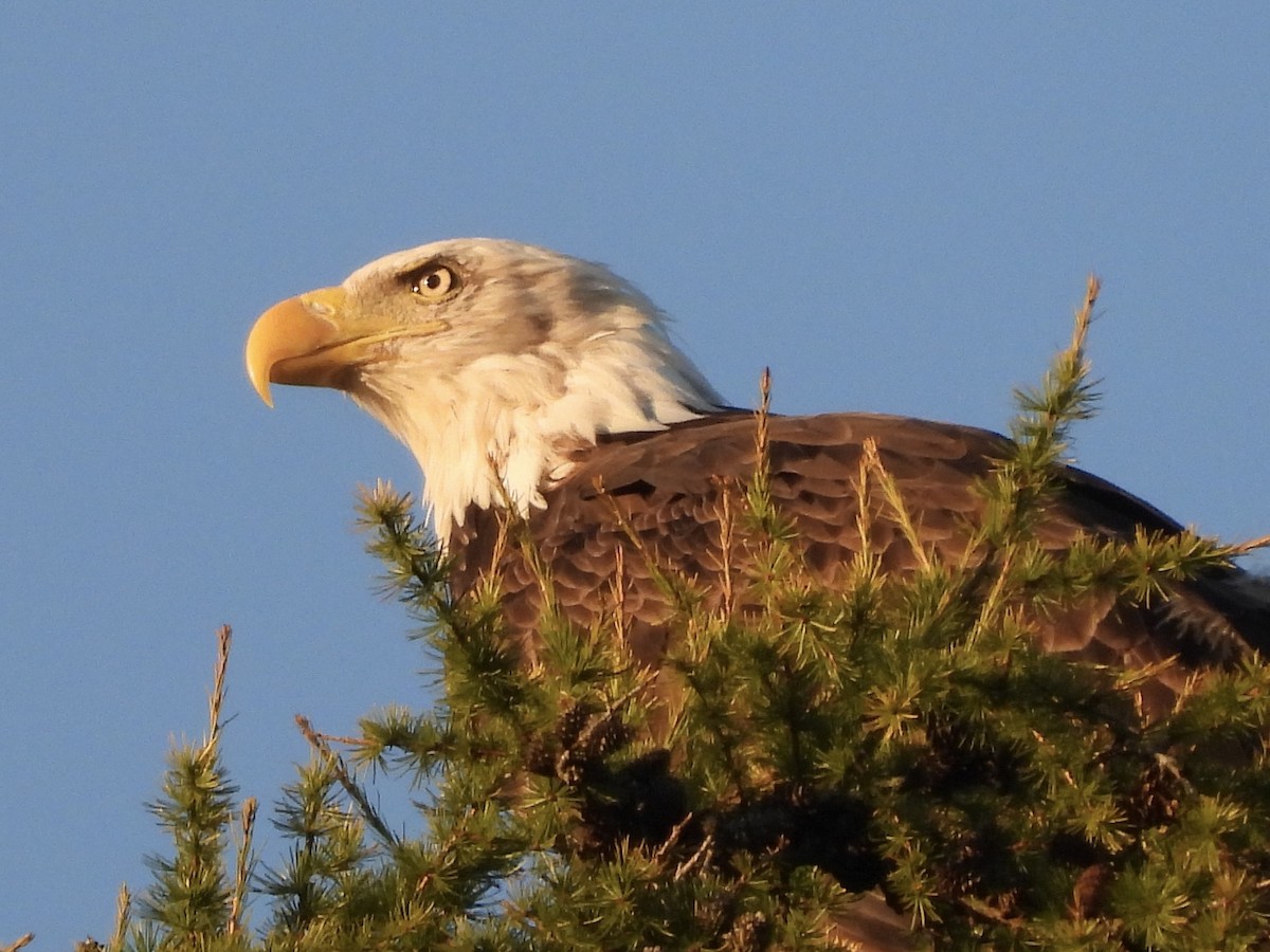 Bald Eagle - ML623439962