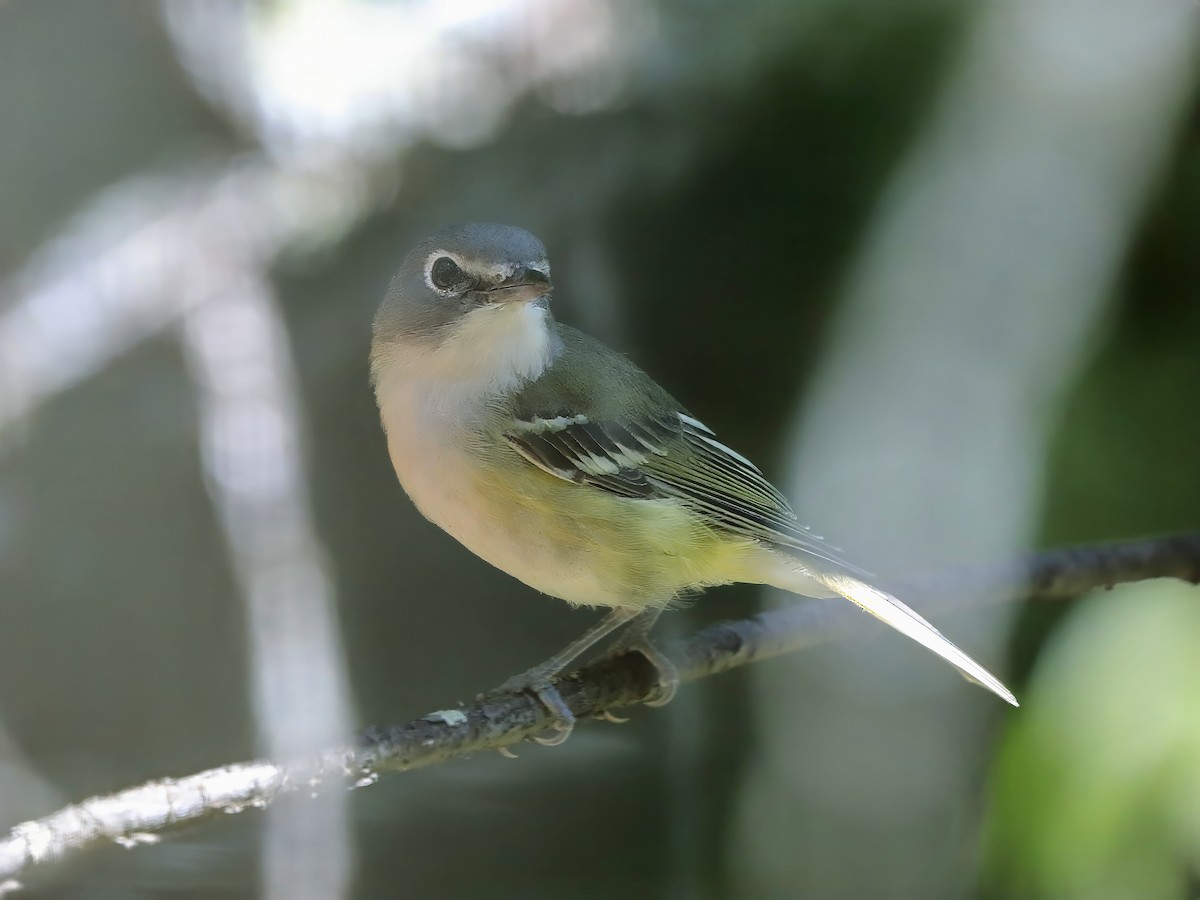 Blue-headed Vireo - ML623440026