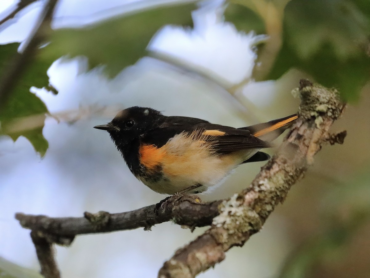 American Redstart - ML623440033