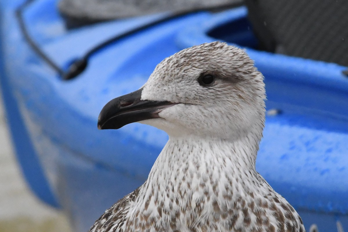 Great Black-backed Gull - ML623440093