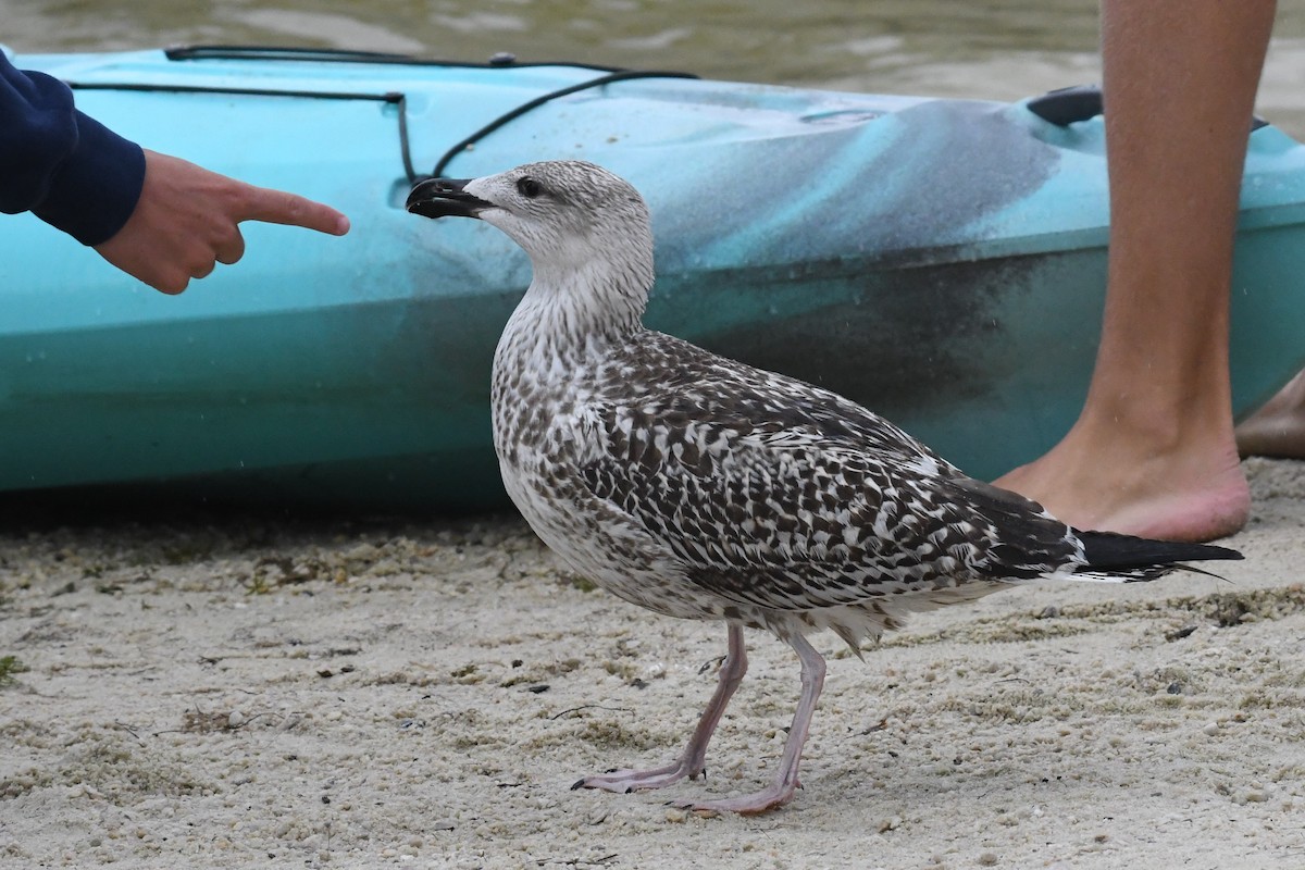 Great Black-backed Gull - ML623440094