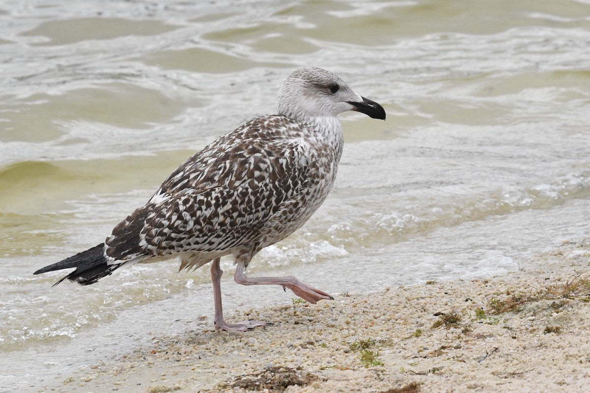 Great Black-backed Gull - ML623440095