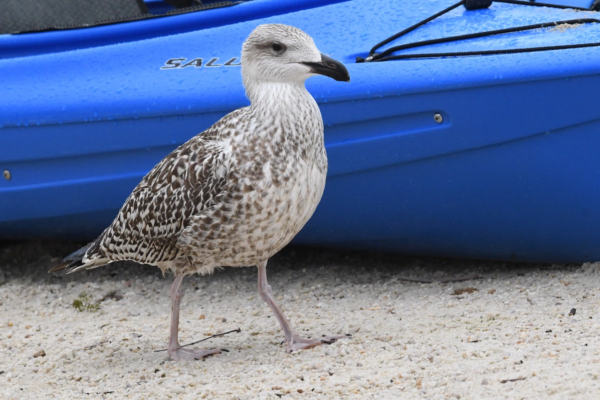 Great Black-backed Gull - ML623440097