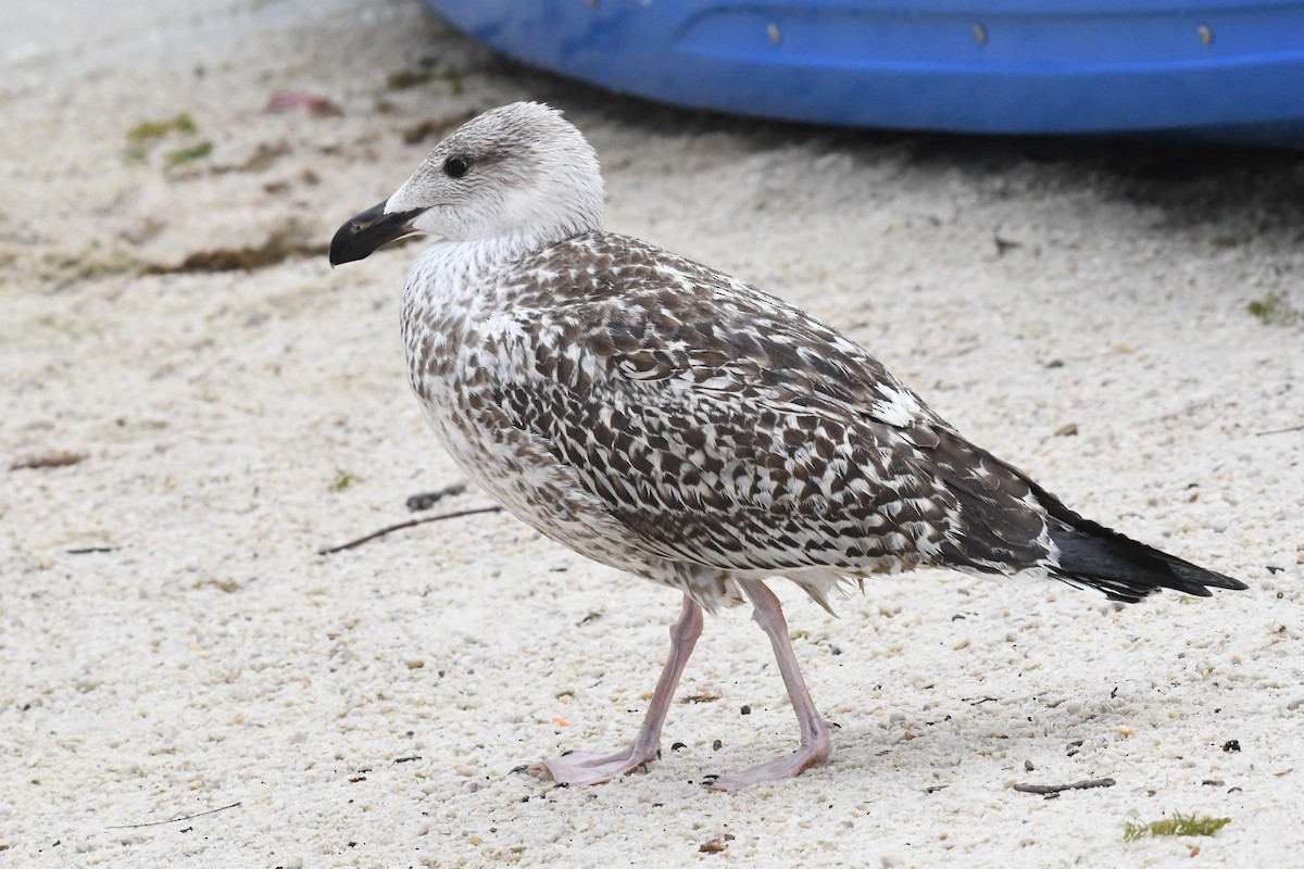 Great Black-backed Gull - ML623440098