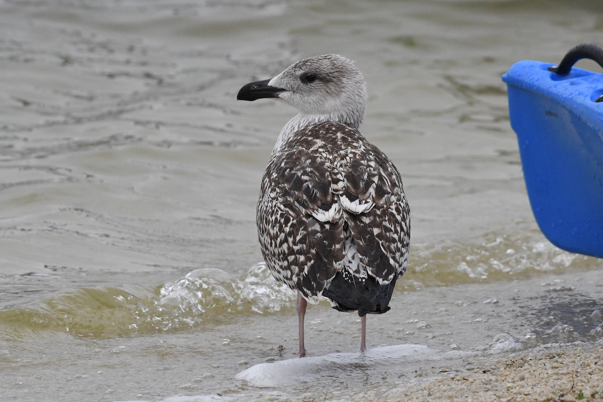 Great Black-backed Gull - ML623440101