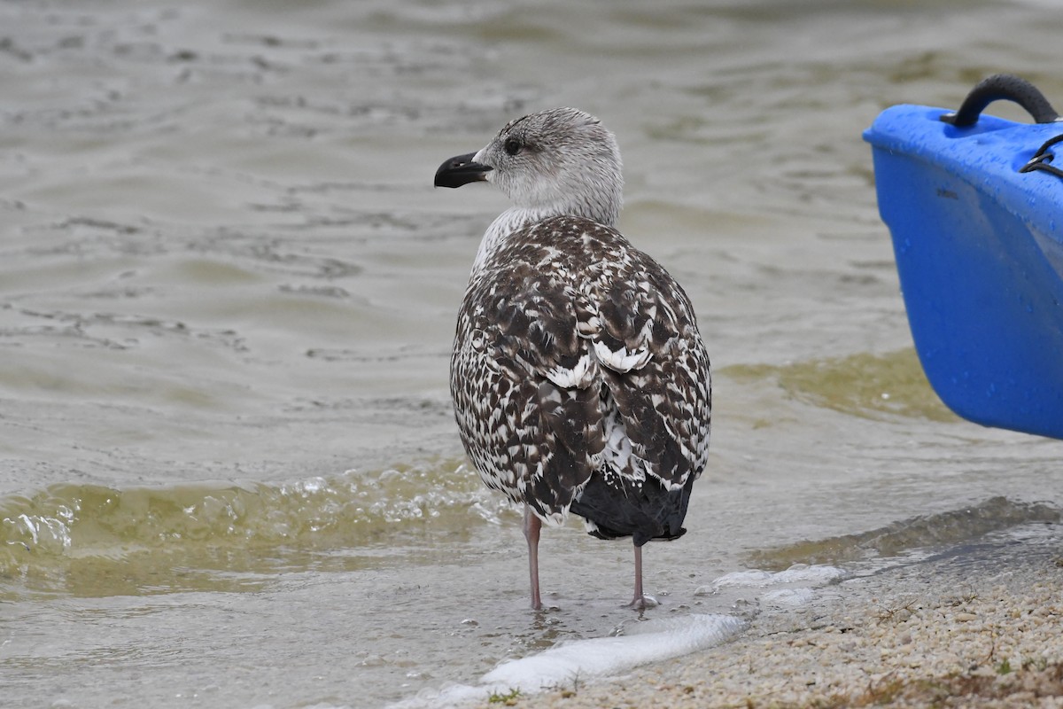 Great Black-backed Gull - ML623440102