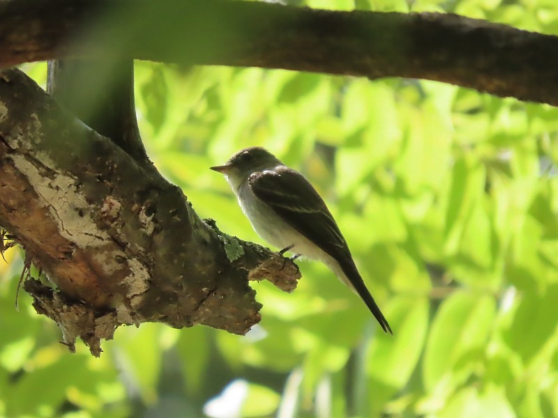 Eastern Wood-Pewee - Tracy The Birder