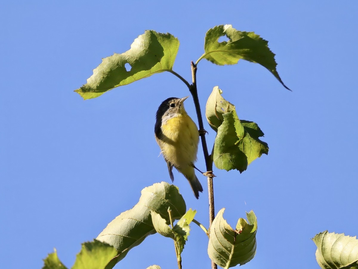 Nashville Warbler - ML623440121