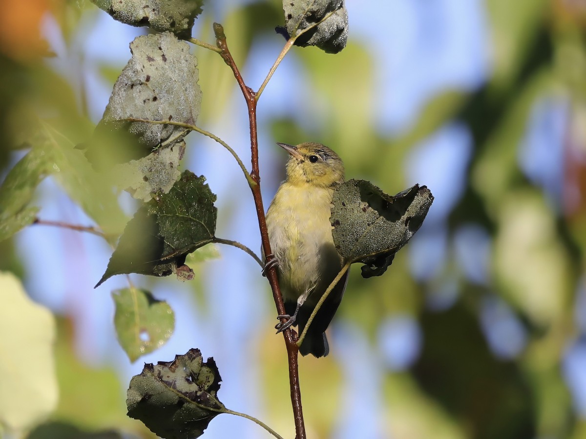 Tennessee Warbler - ML623440126