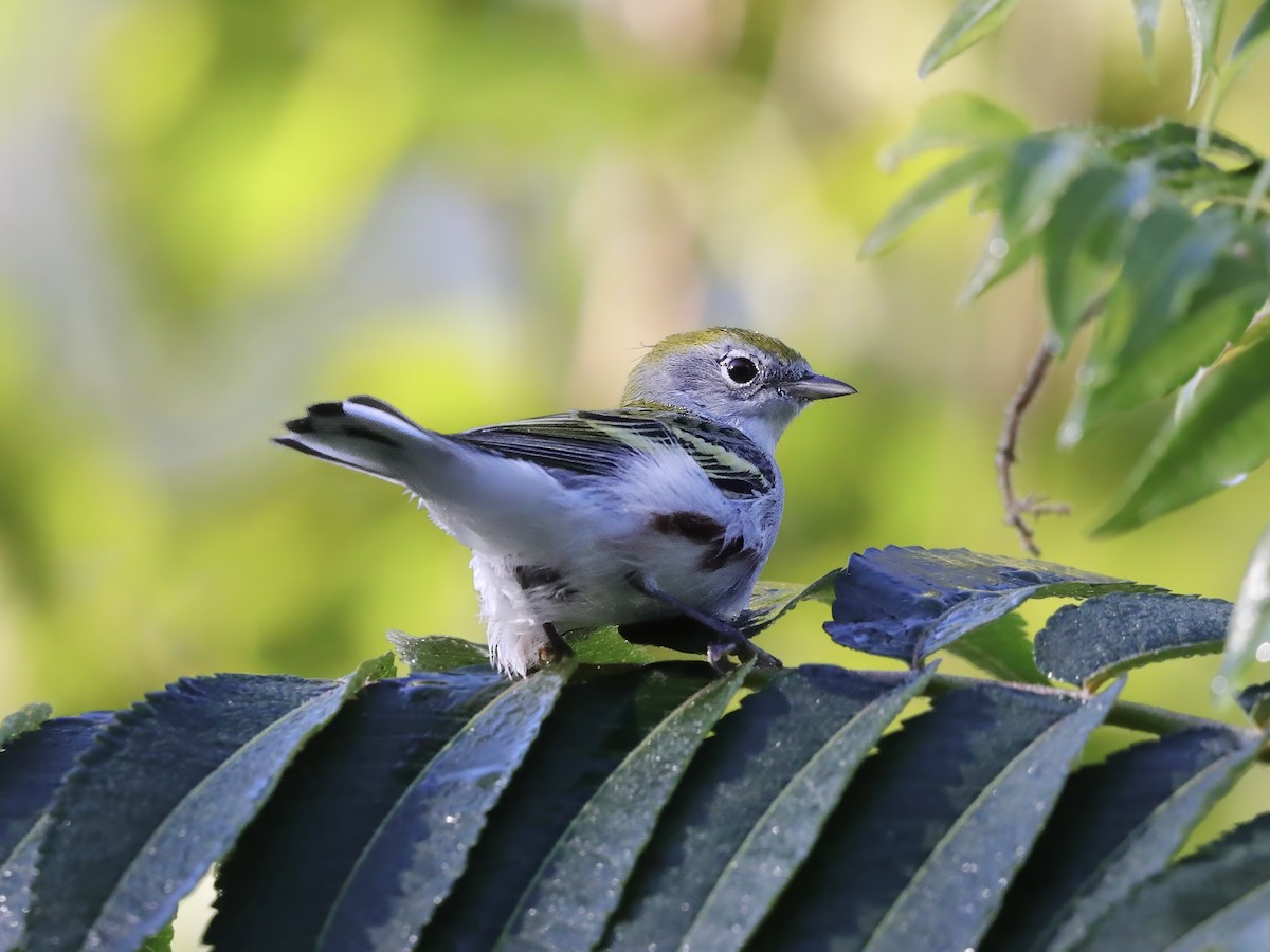 Chestnut-sided Warbler - ML623440133