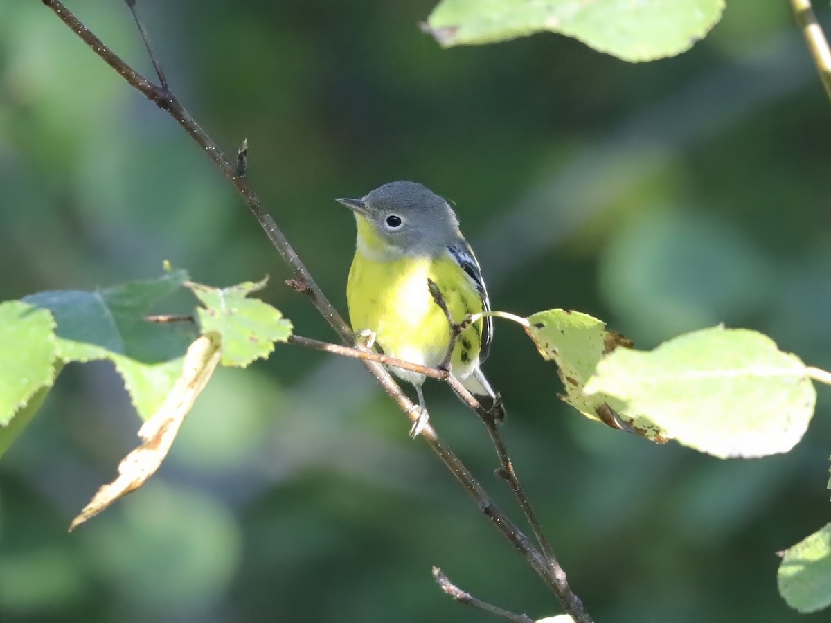 Magnolia Warbler - ML623440141