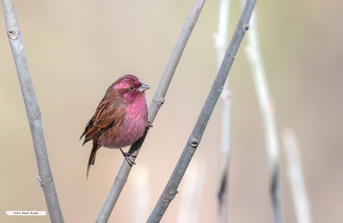 Pink-browed Rosefinch - ML623440149