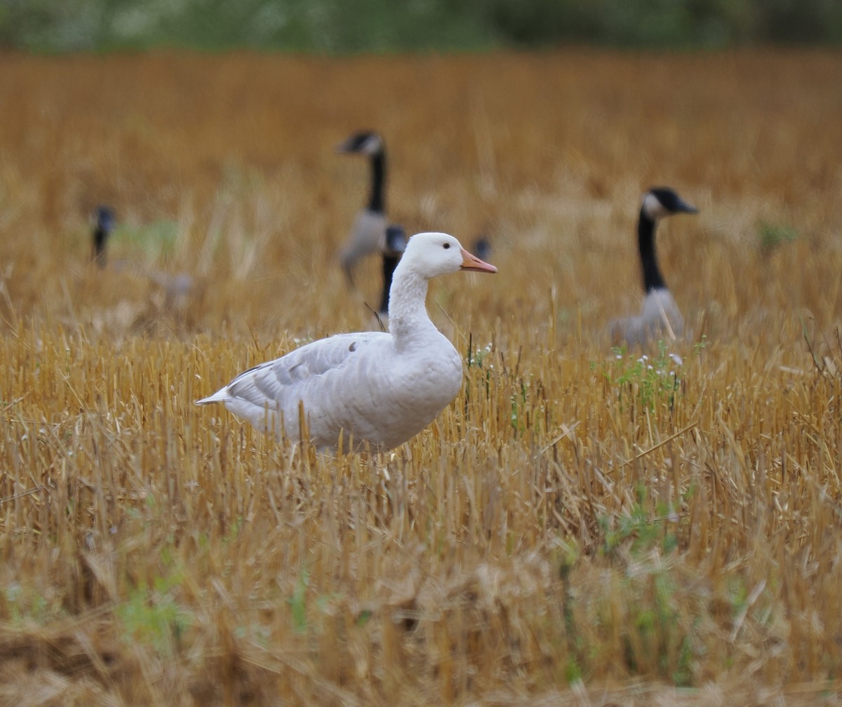 Antzara/Branta sp. - ML623440186