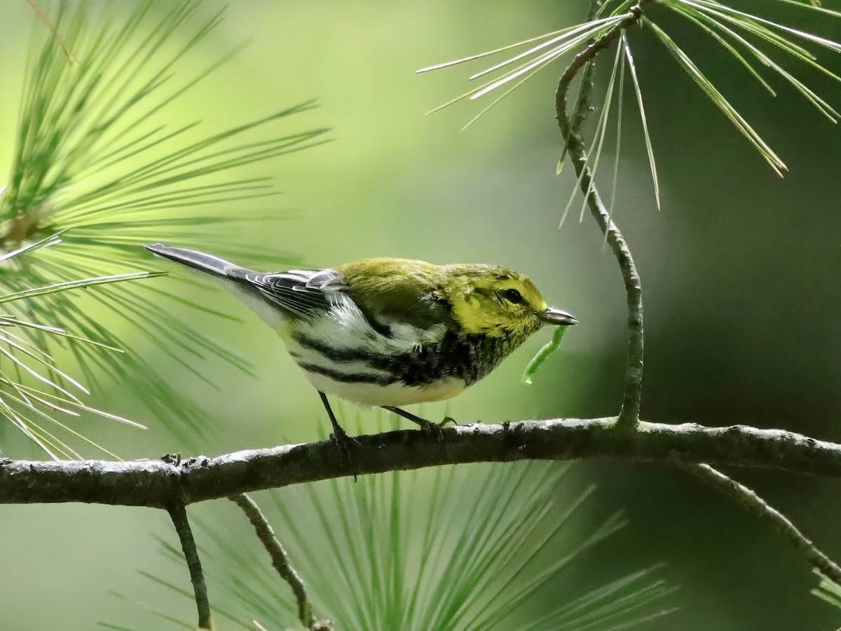 Black-throated Green Warbler - ML623440188