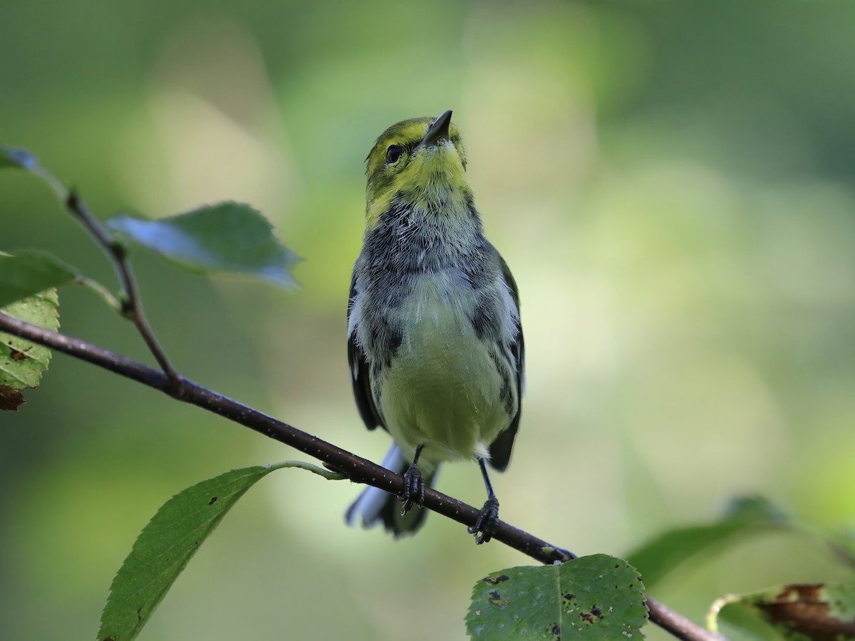 Black-throated Green Warbler - ML623440190