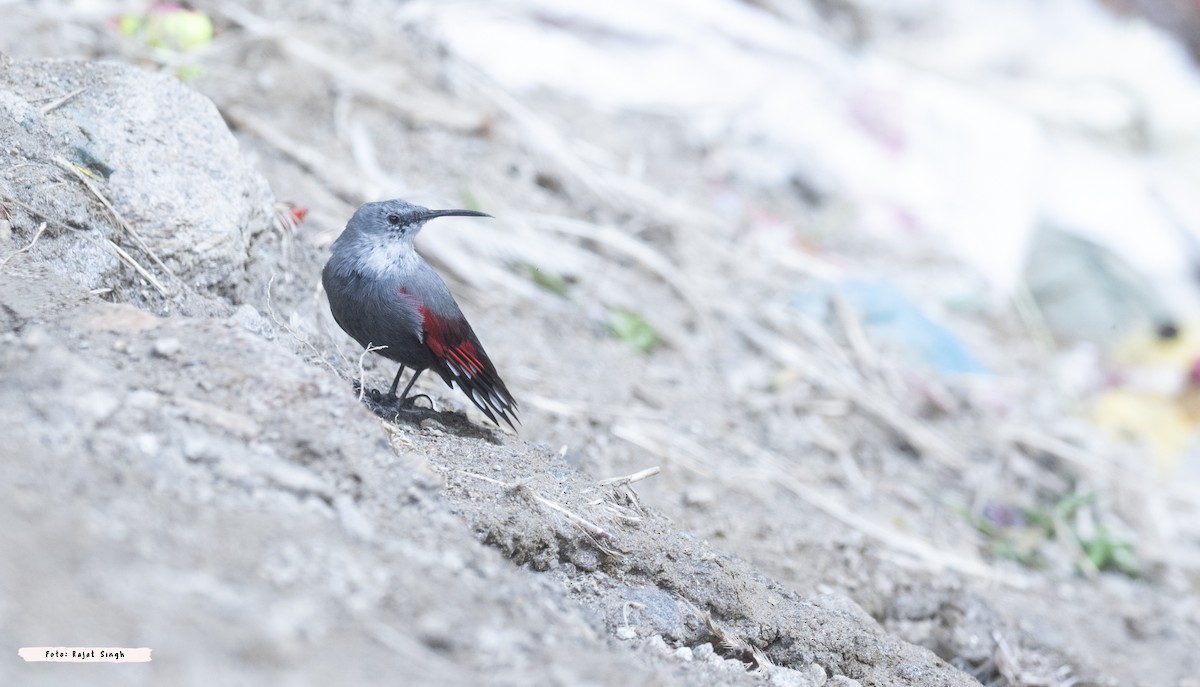 Wallcreeper - ML623440202