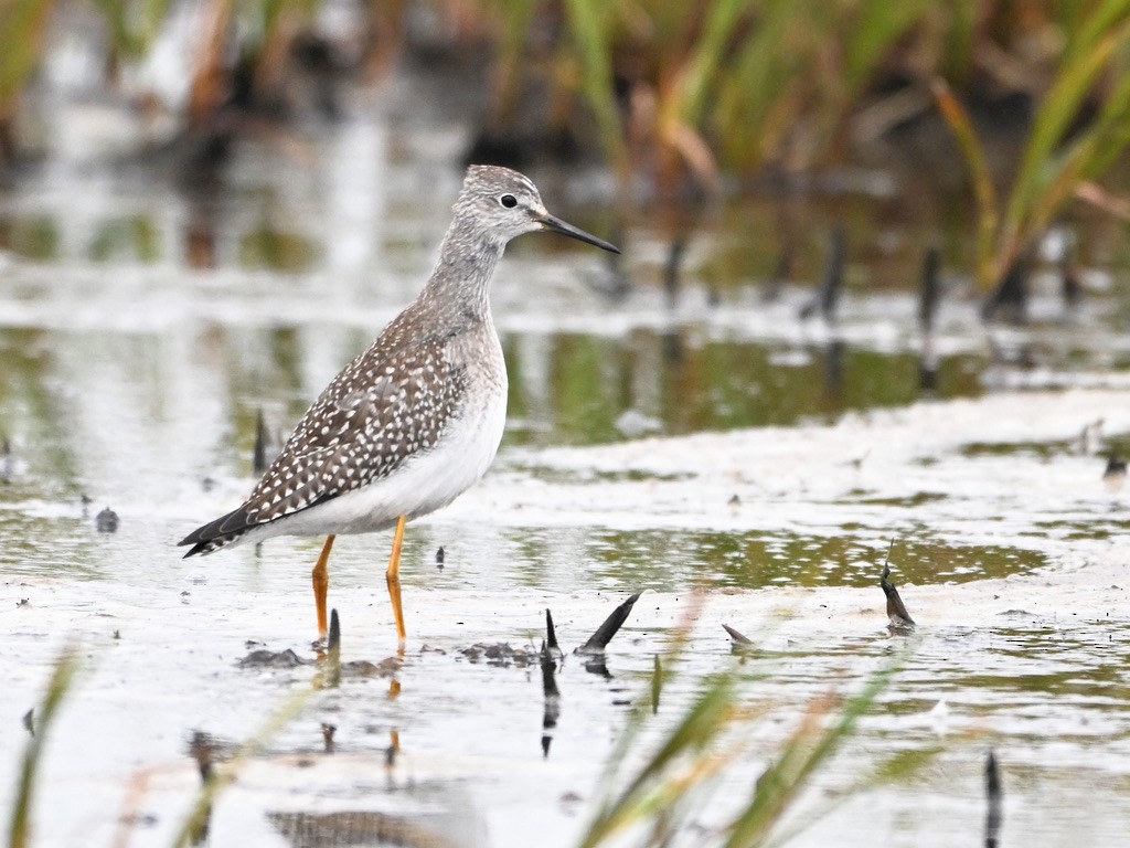 Lesser Yellowlegs - ML623440219