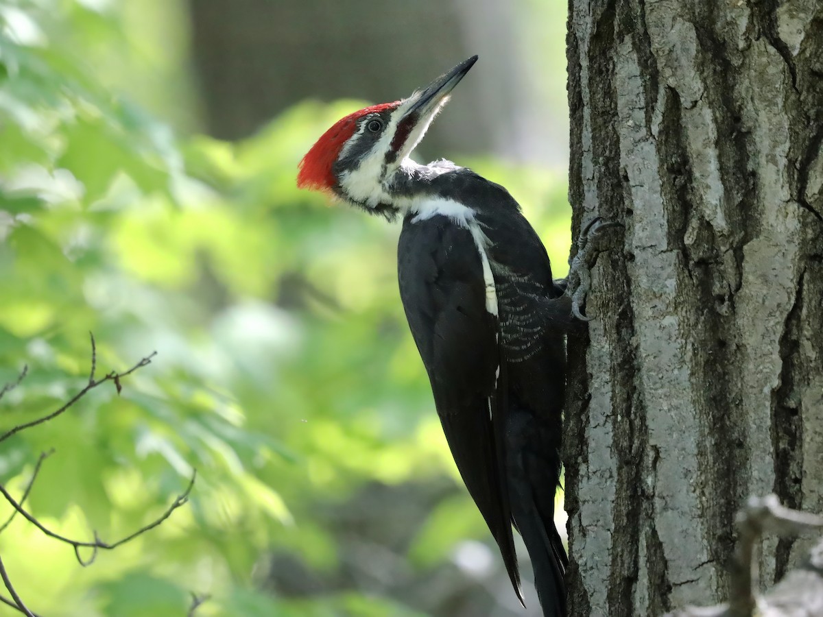 Pileated Woodpecker - ML623440249