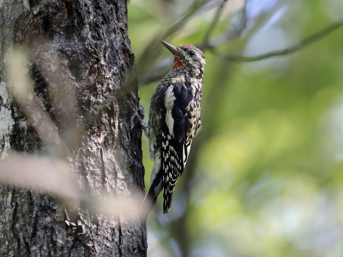 Yellow-bellied Sapsucker - ML623440253