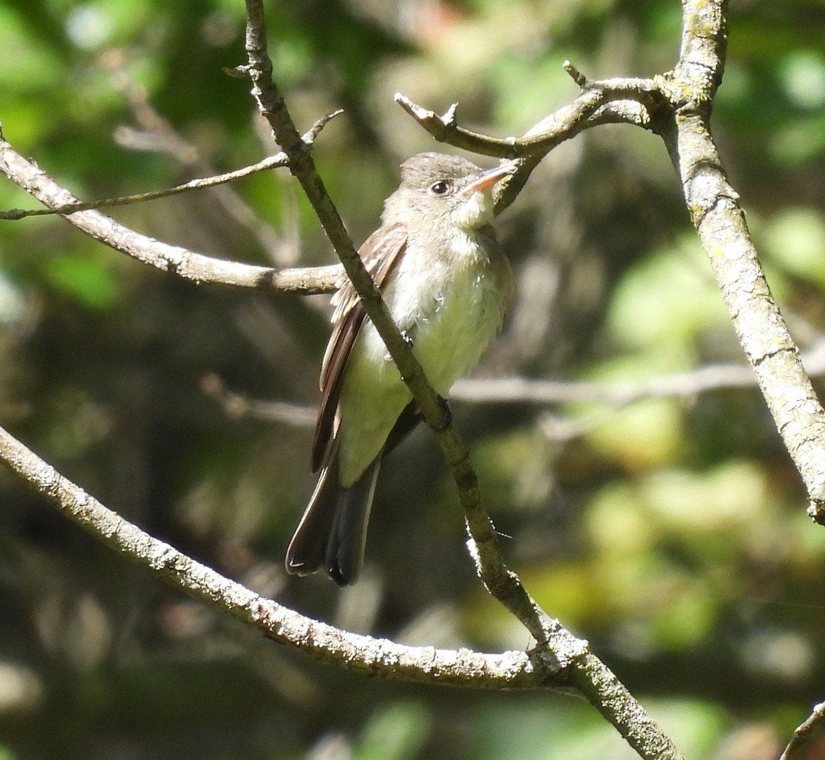 Eastern Wood-Pewee - ML623440311