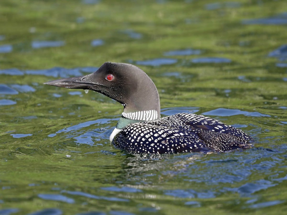 Common Loon - ML623440320