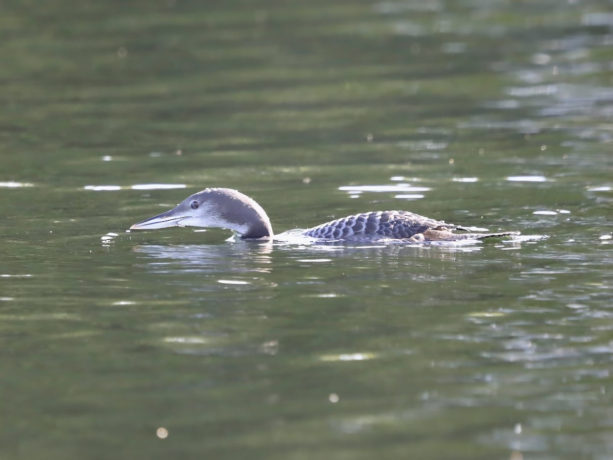 Common Loon - ML623440345