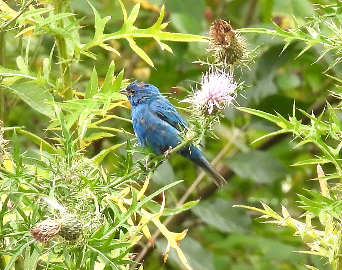 Passerin indigo - ML623440356