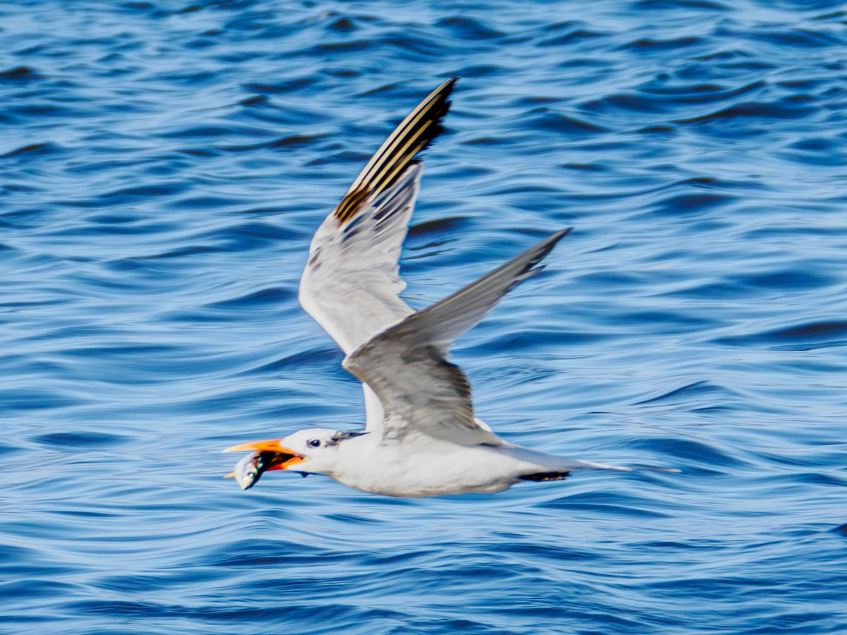 Royal Tern - ML623440360