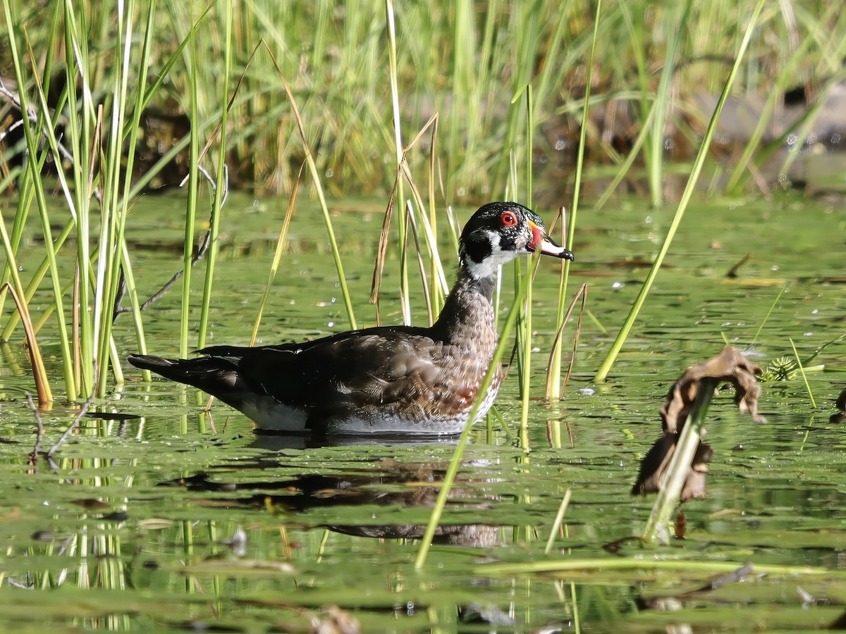 Wood Duck - ML623440377