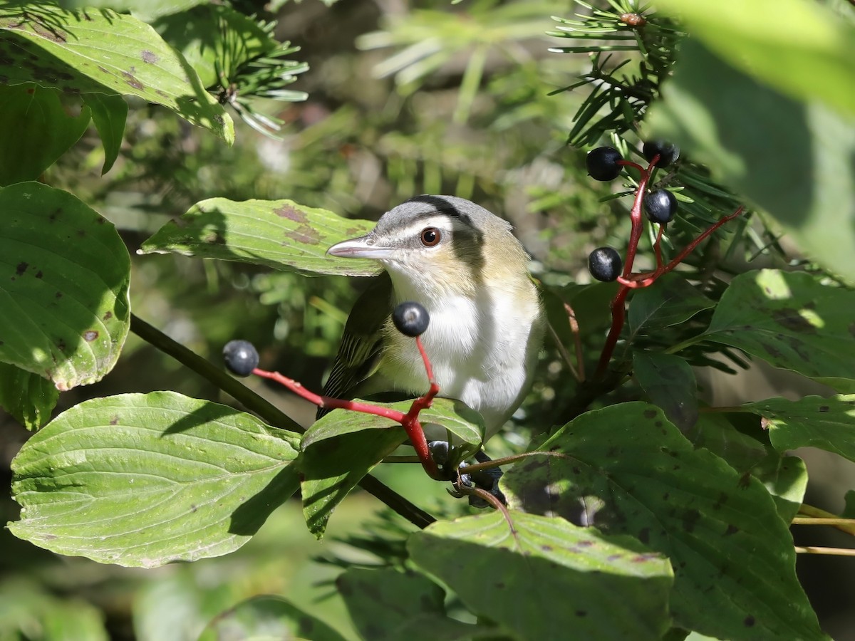 Red-eyed Vireo - ML623440408