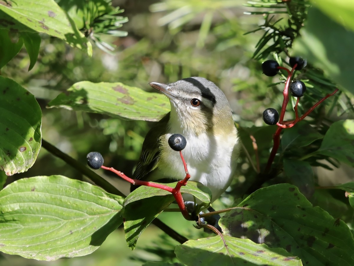 Red-eyed Vireo - ML623440410